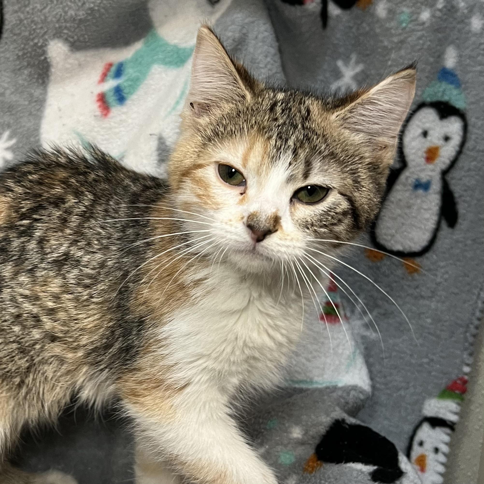 Enlarge Tranquility, a ADOPTABLE Domestic Short Hair in Fairmont, MN image 3/5