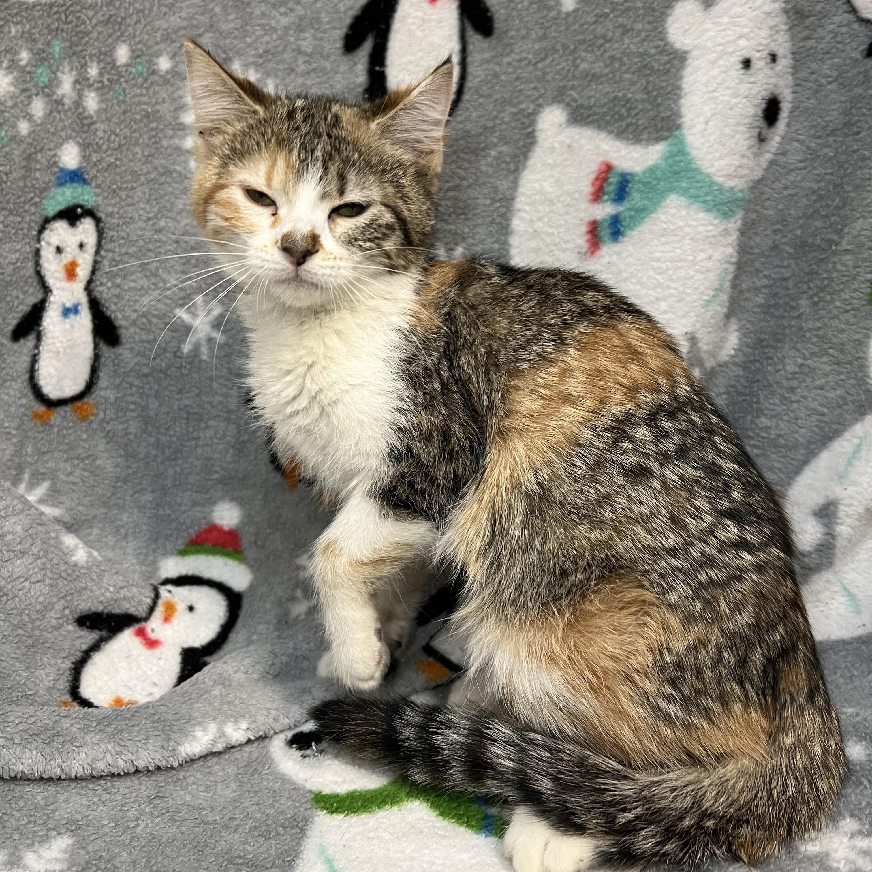 Enlarge Tranquility, a ADOPTABLE Domestic Short Hair in Fairmont, MN image 5/5