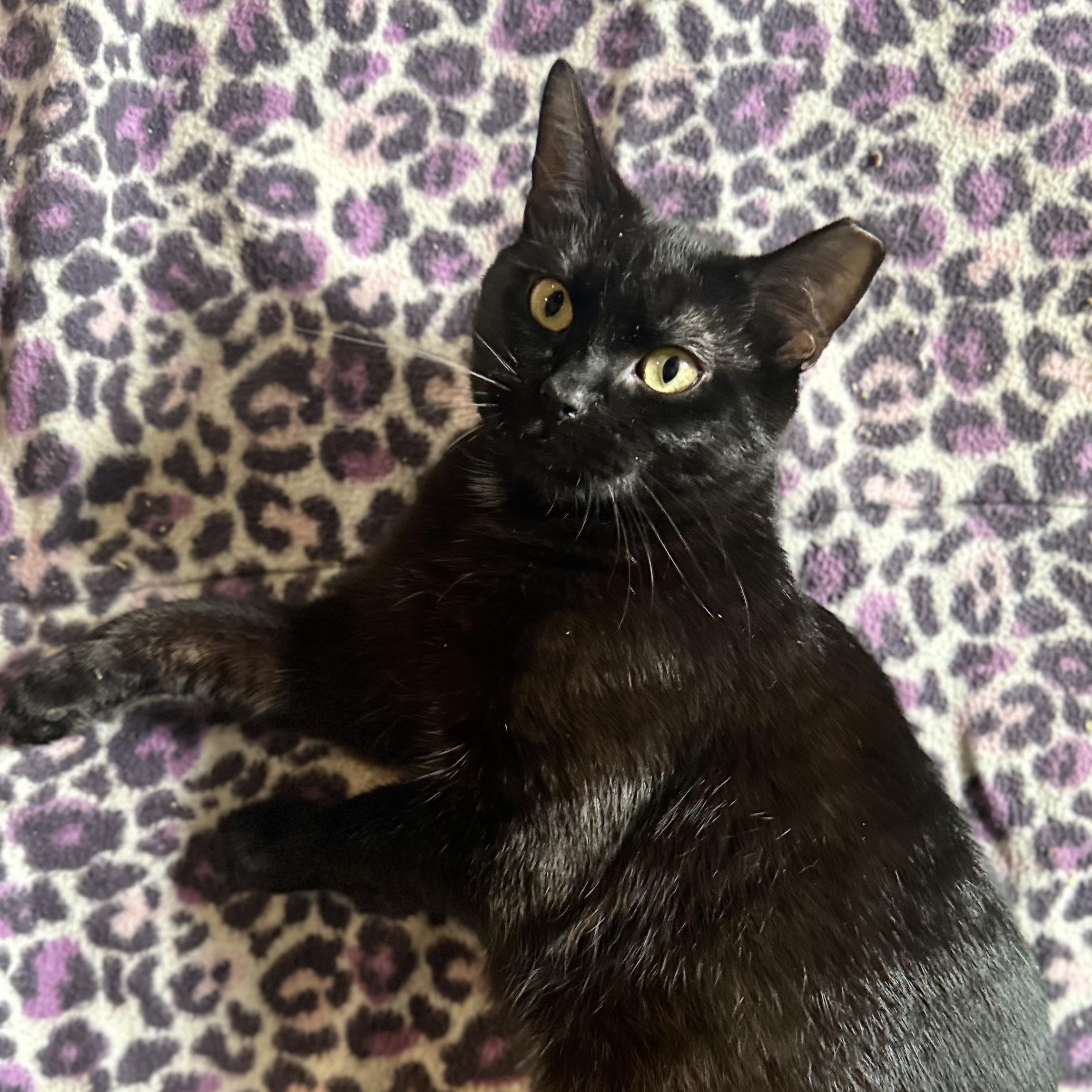 Trix, Adoptable, Young Female Domestic Short Hair.