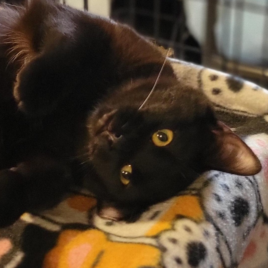 Trix, a Adoptable Domestic Short Hair in Swartz Creek, MI image 2/4