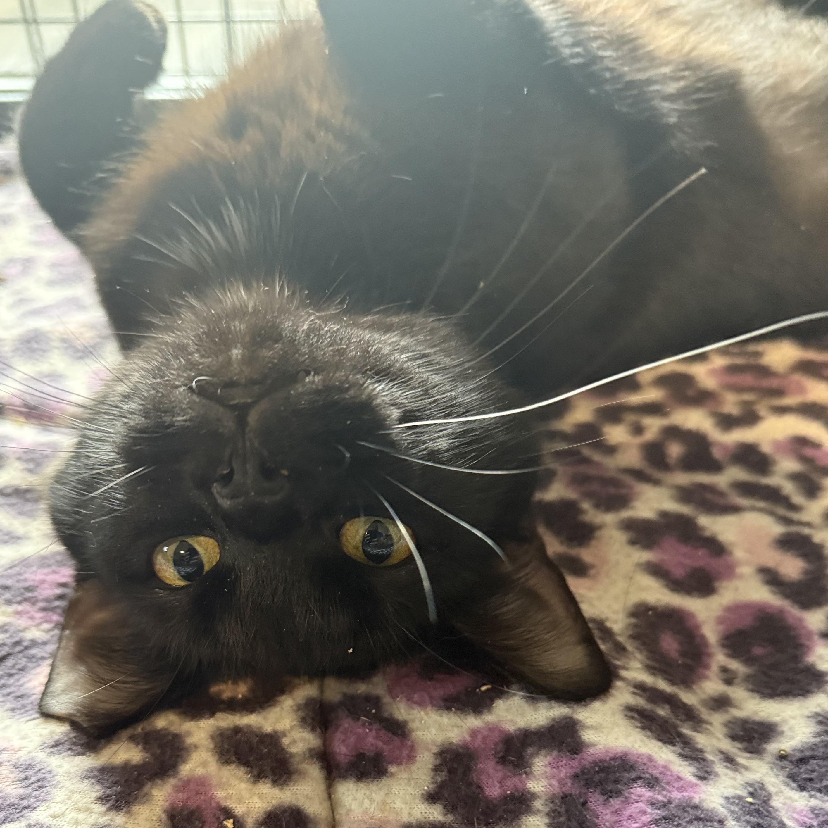 Trix, a Adoptable Domestic Short Hair in Swartz Creek, MI image 3/4