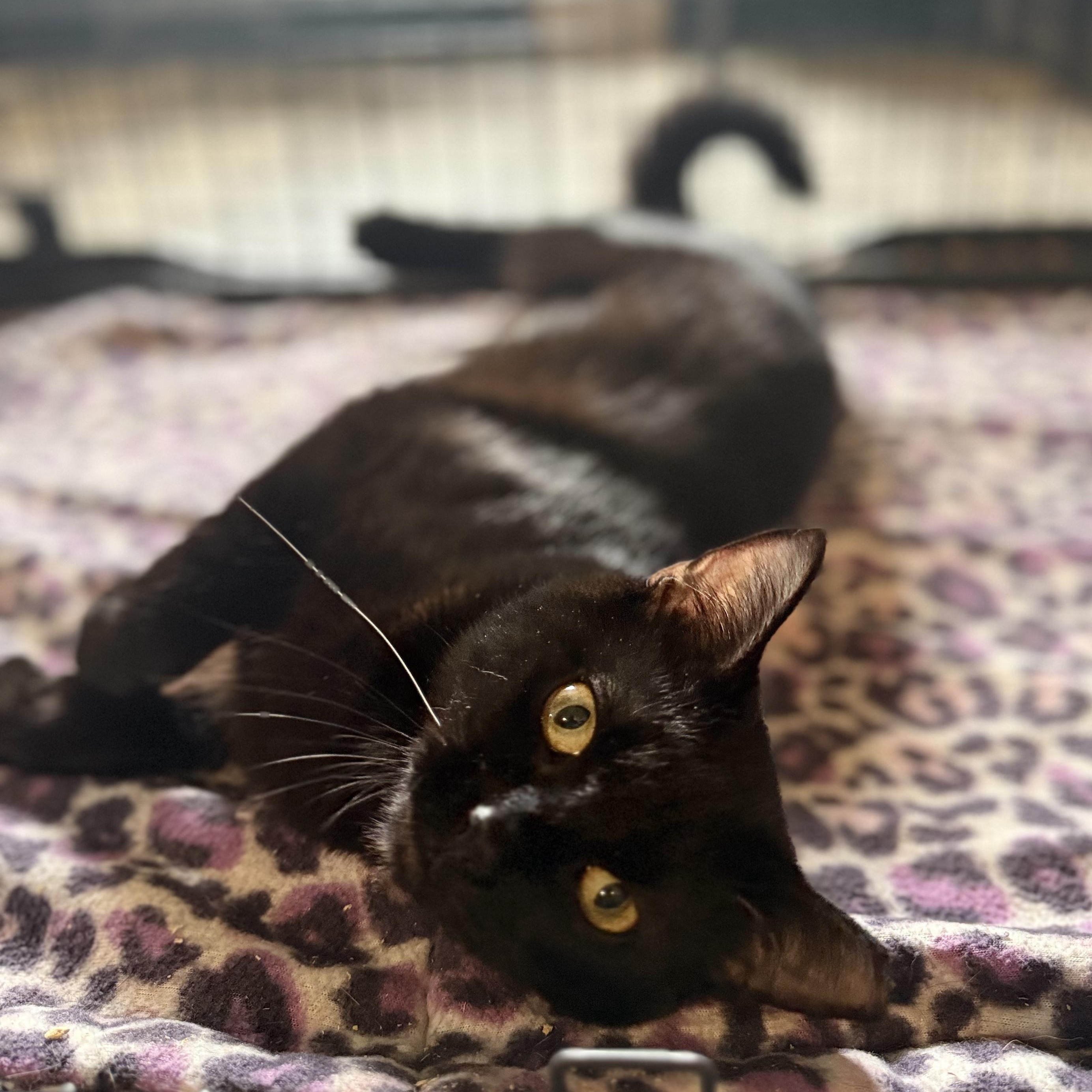 Trix, a Adoptable Domestic Short Hair in Swartz Creek, MI image 4/4