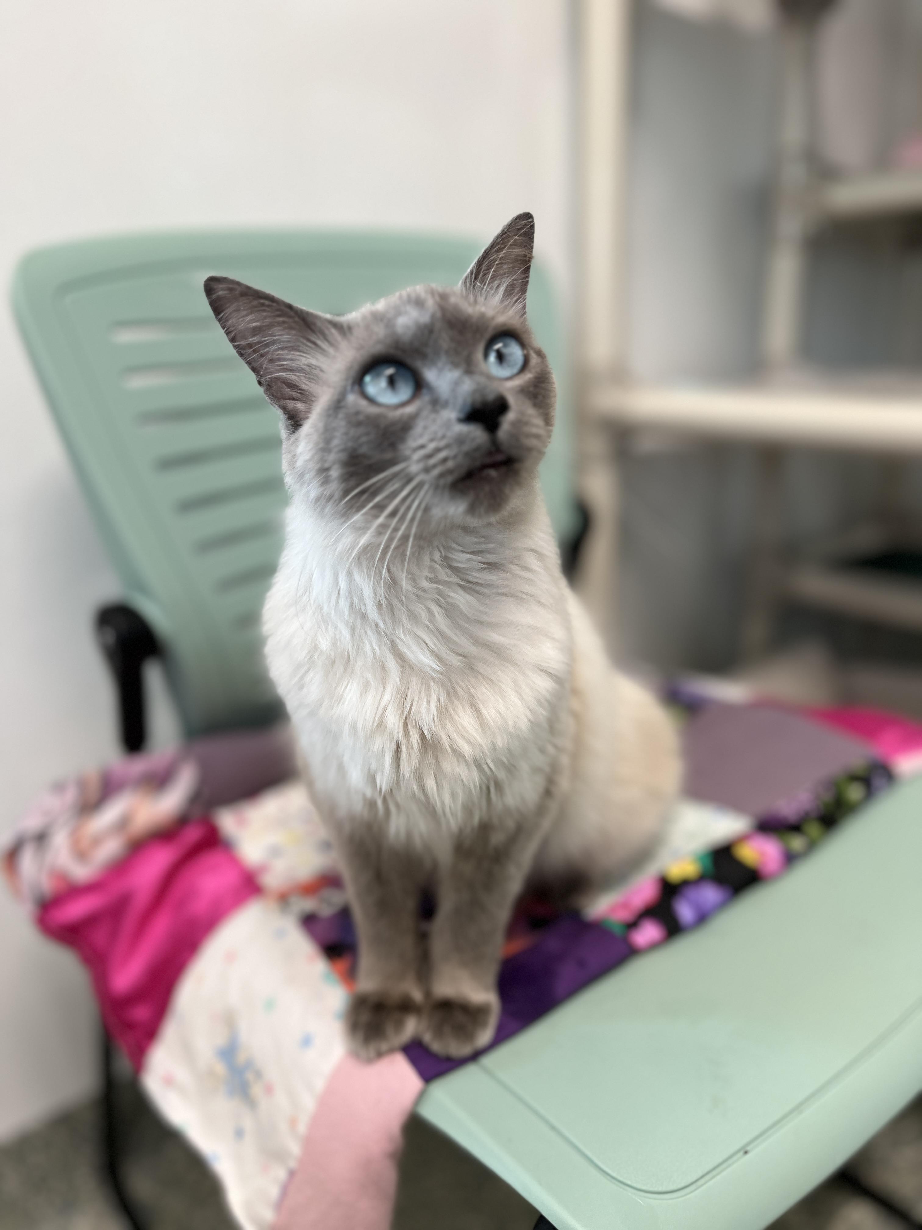 Enlarge Ensaymada, an adopted Domestic Long Hair in Waldport, OR image 1/1