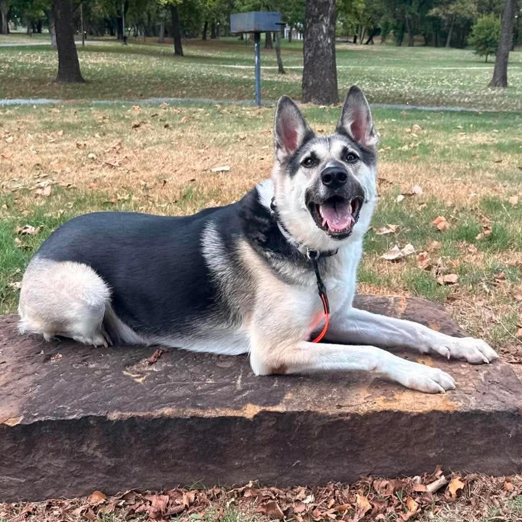 Luke, Adoptable, Adult Male German Shepherd Dog & Mixed Breed.