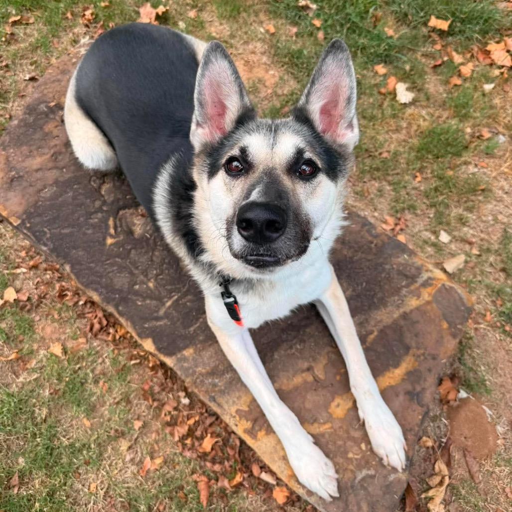 Enlarge Luke, a Adoptable mixed breed in Tulsa, OK image 2/6