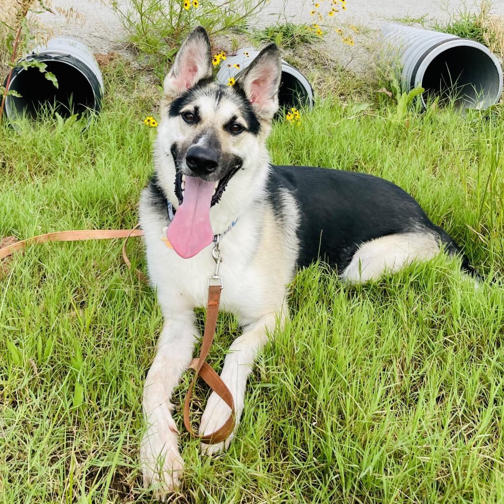 Luke, a Adoptable mixed breed in Tulsa, OK image 2/4
