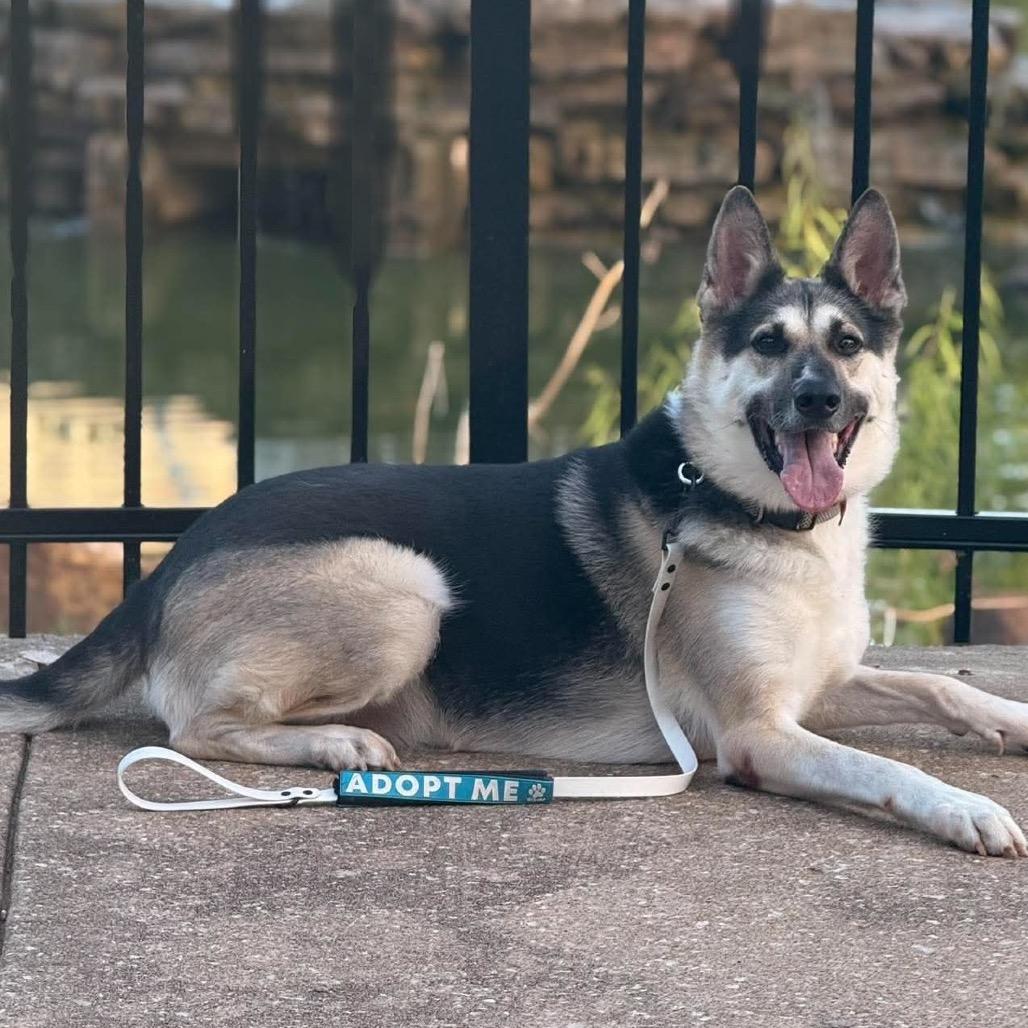Enlarge Luke, a Adoptable mixed breed in Tulsa, OK image 4/6