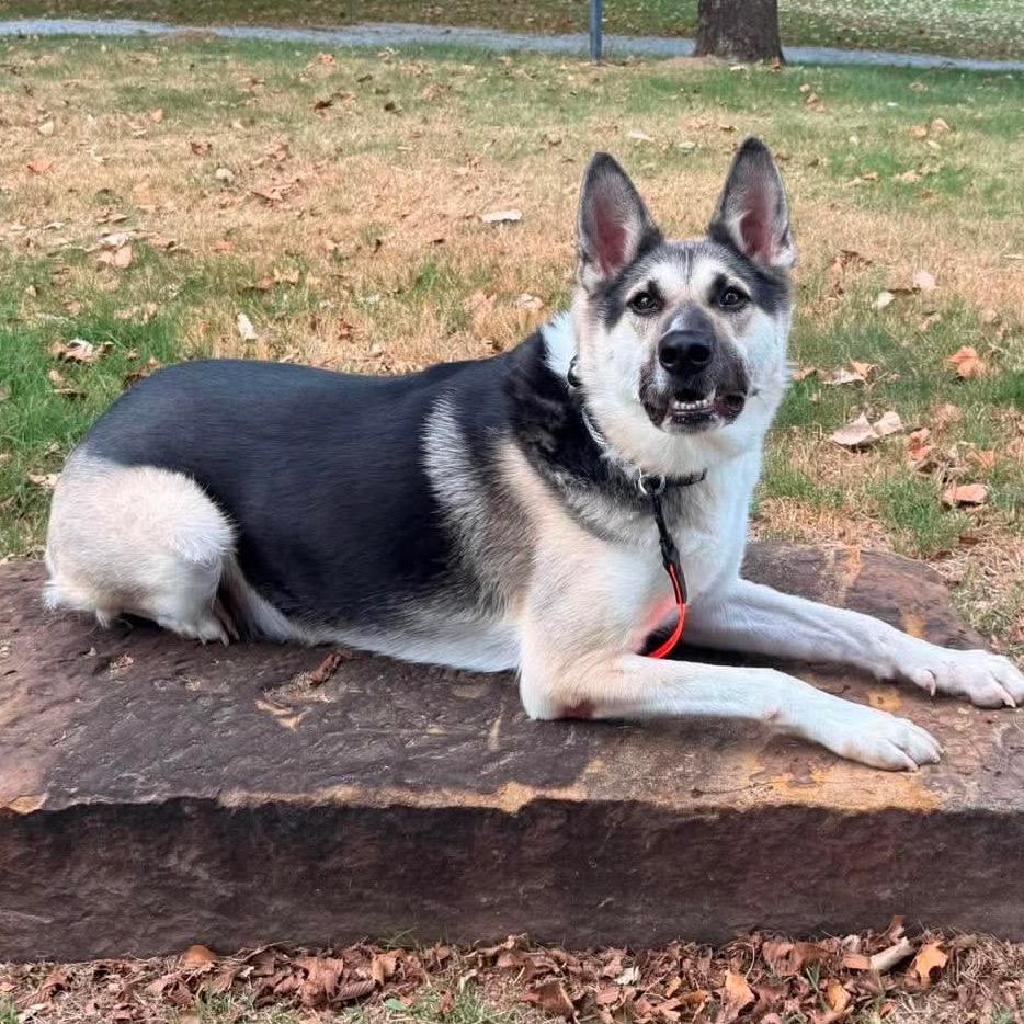 Enlarge Luke, a Adoptable mixed breed in Tulsa, OK image 5/6