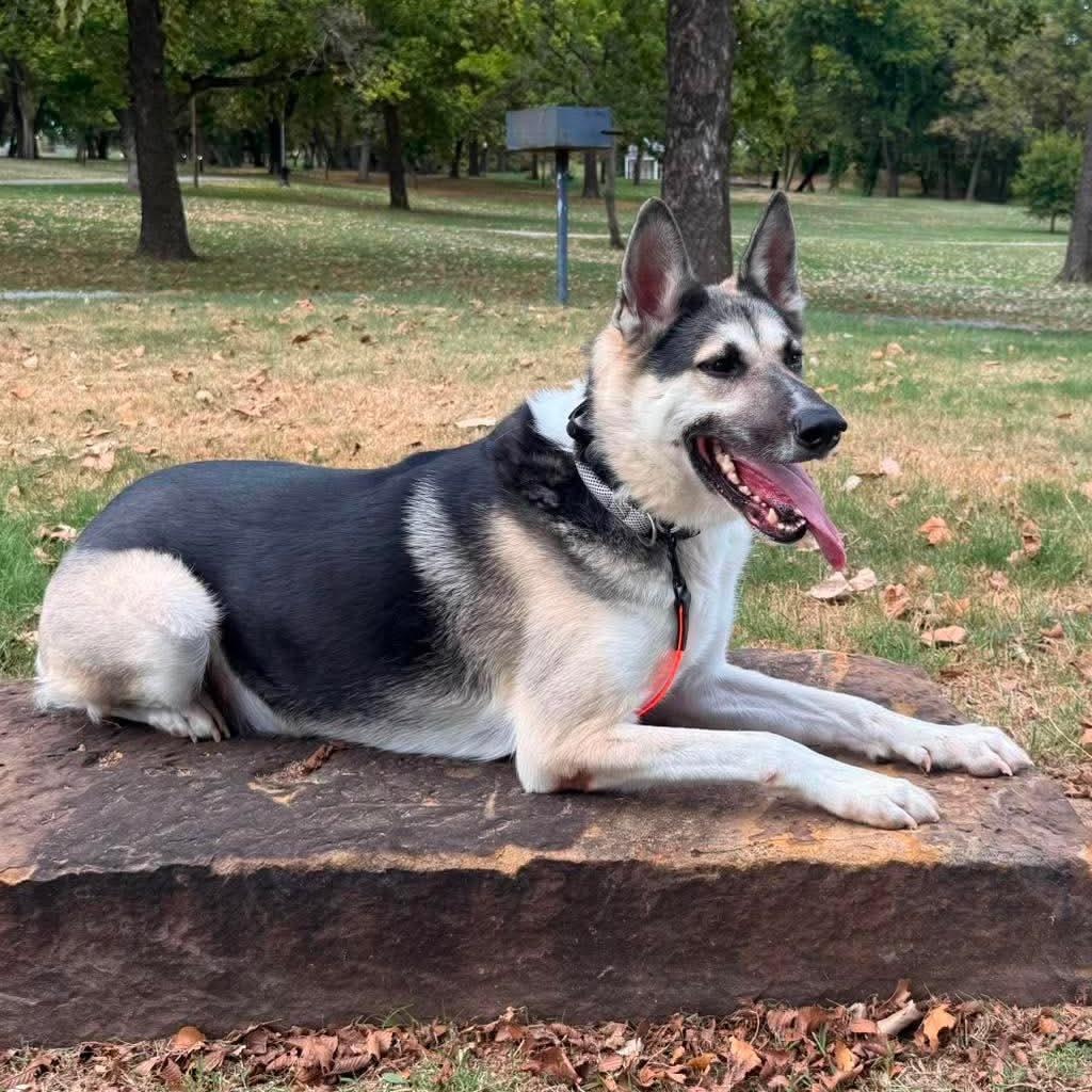 Enlarge Luke, a Adoptable mixed breed in Tulsa, OK image 6/6