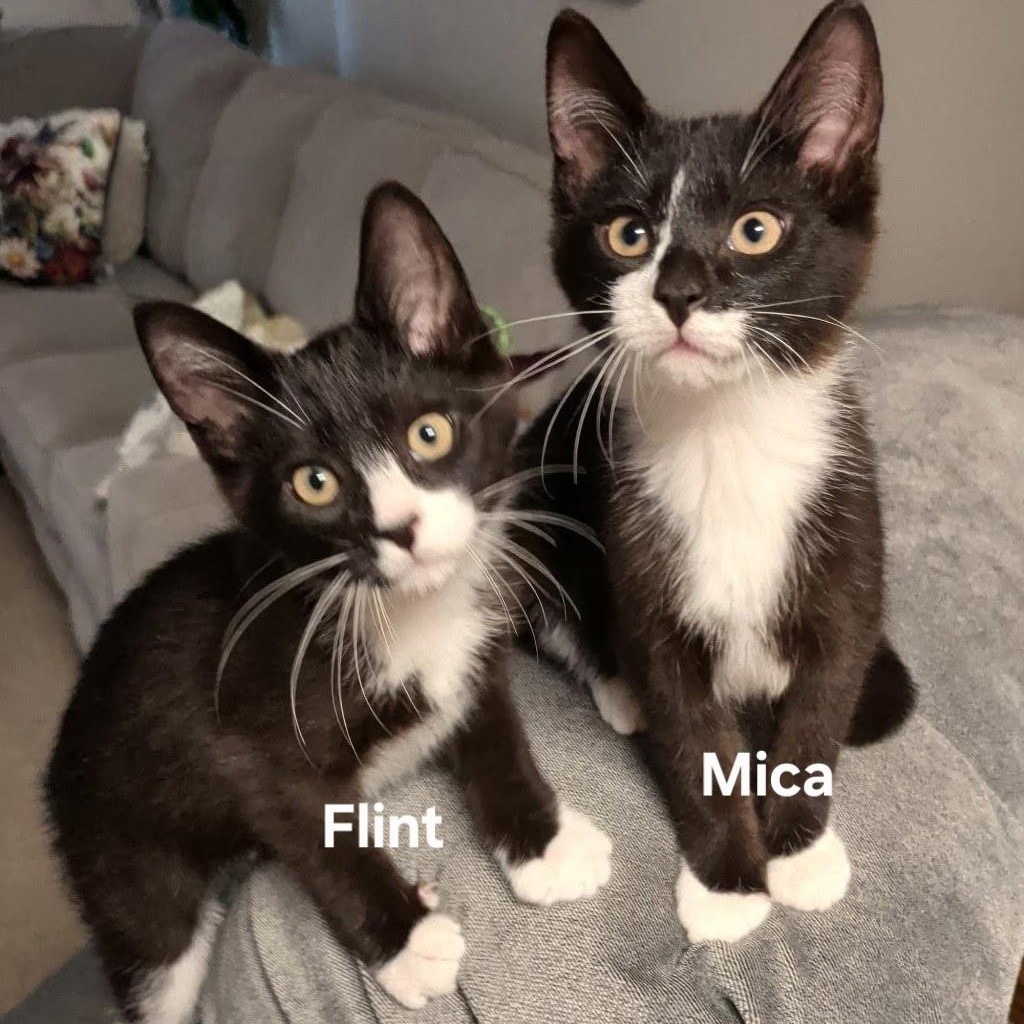 Enlarge Mica, an adopted mixed breed in South Park, PA image 6/6