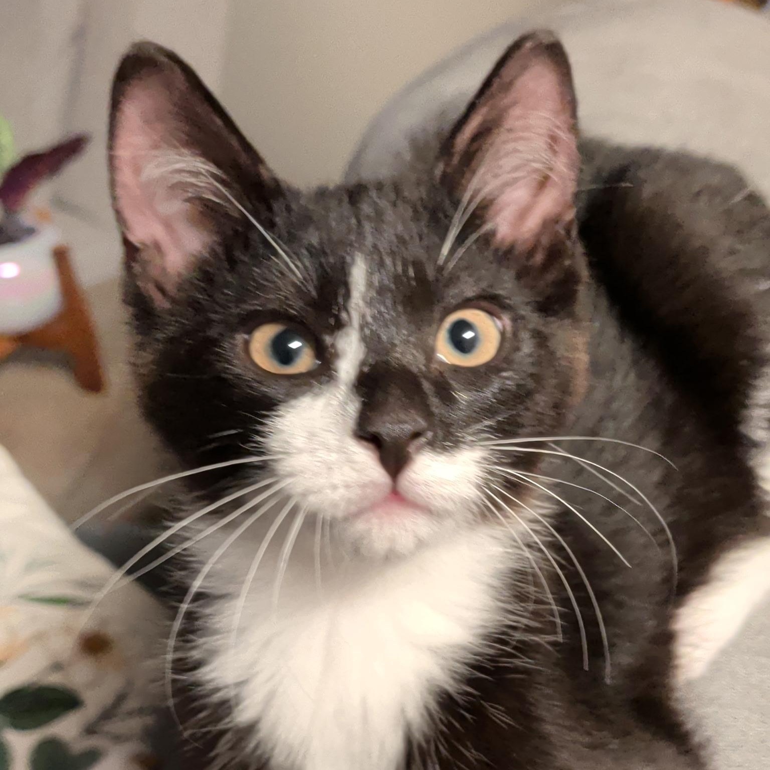 Enlarge Mica, an adopted mixed breed in South Park, PA image 4/6
