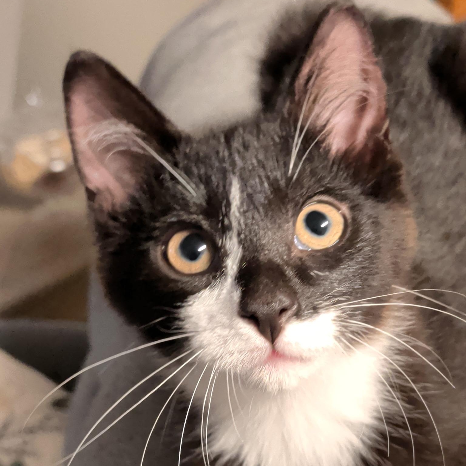 Mica, ADOPTABLE, Kitten Female Domestic Short Hair.