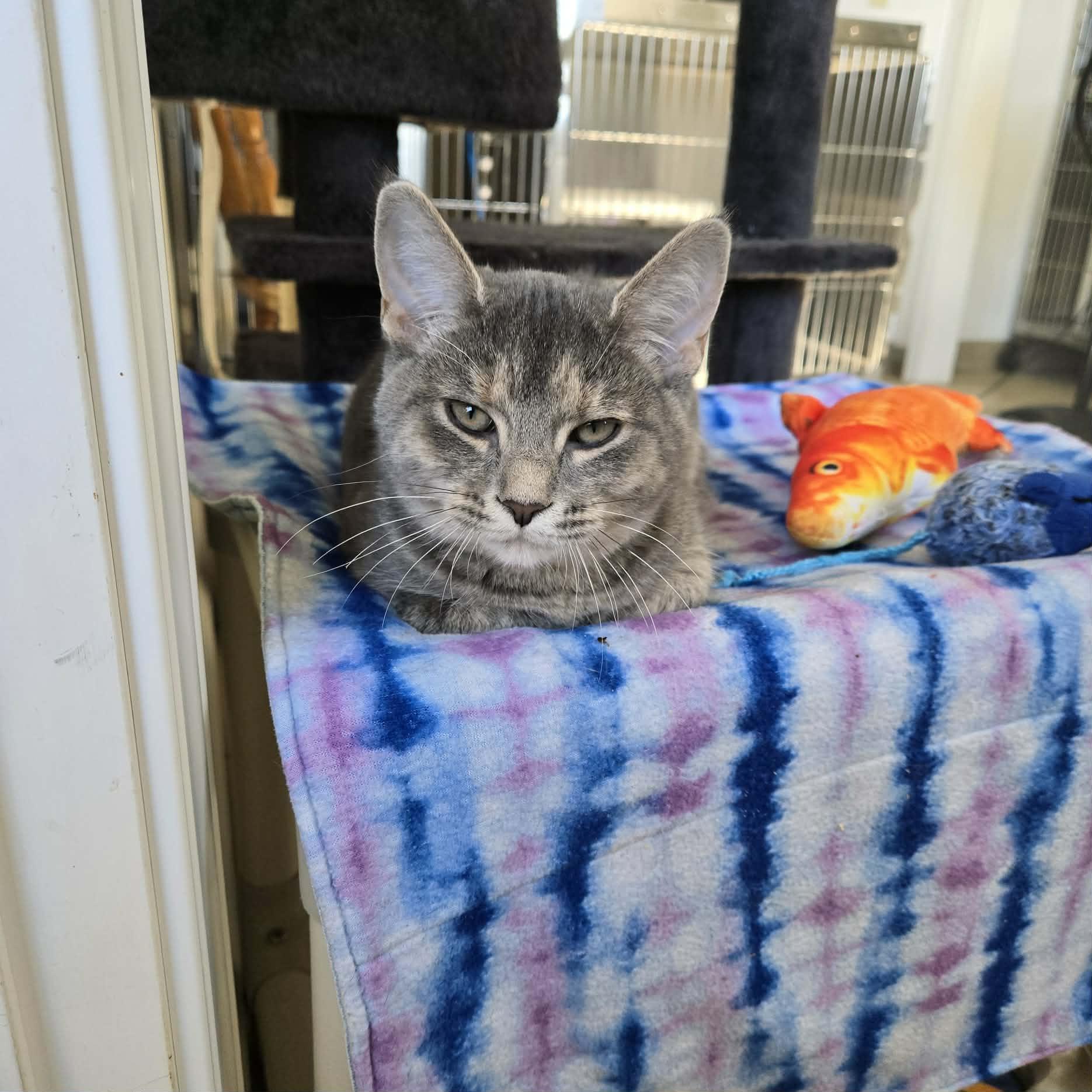 Enlarge Brandy, an adopted Domestic Short Hair in West Branch, MI image 2/2