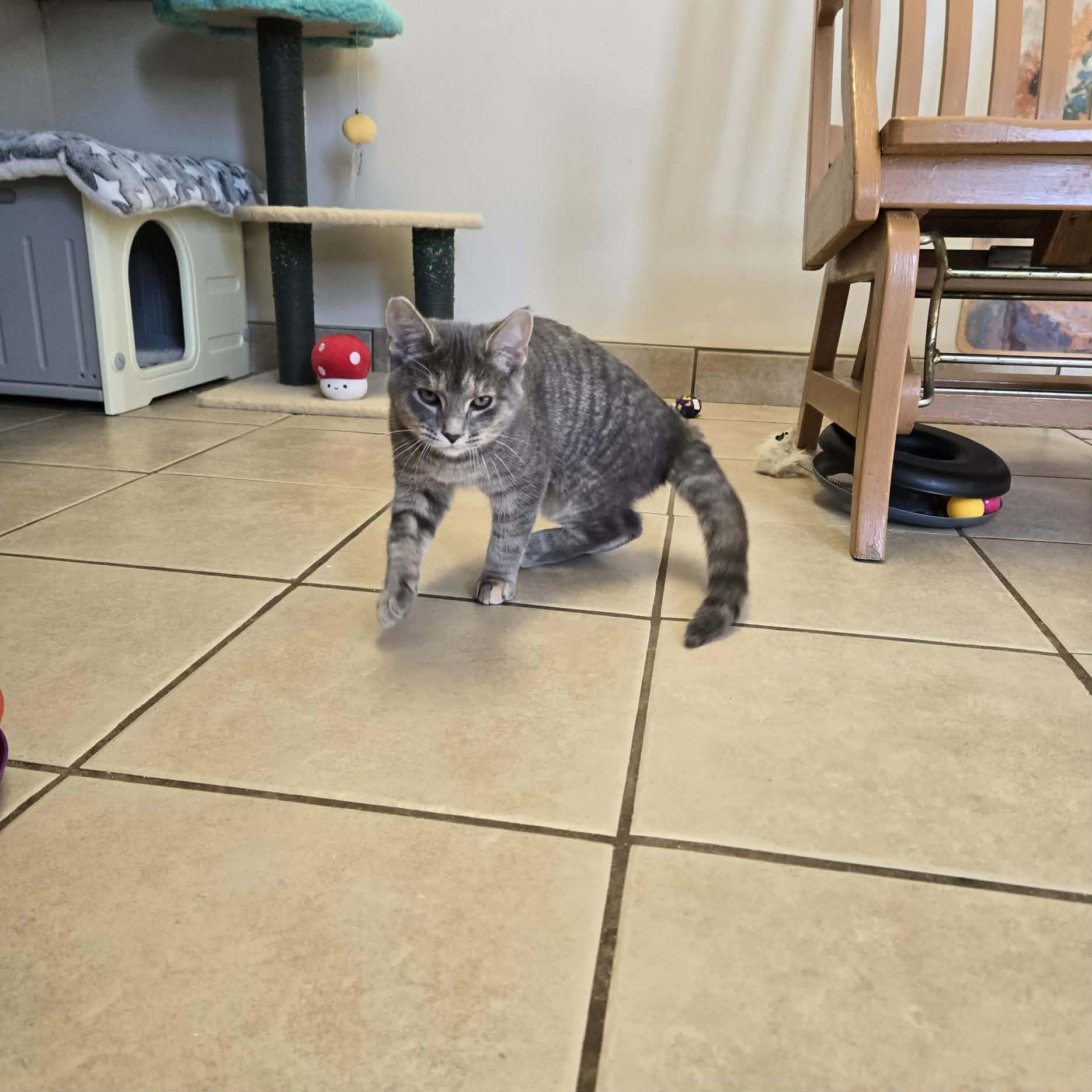 Brandy, adopted, Kitten Female Domestic Short Hair.