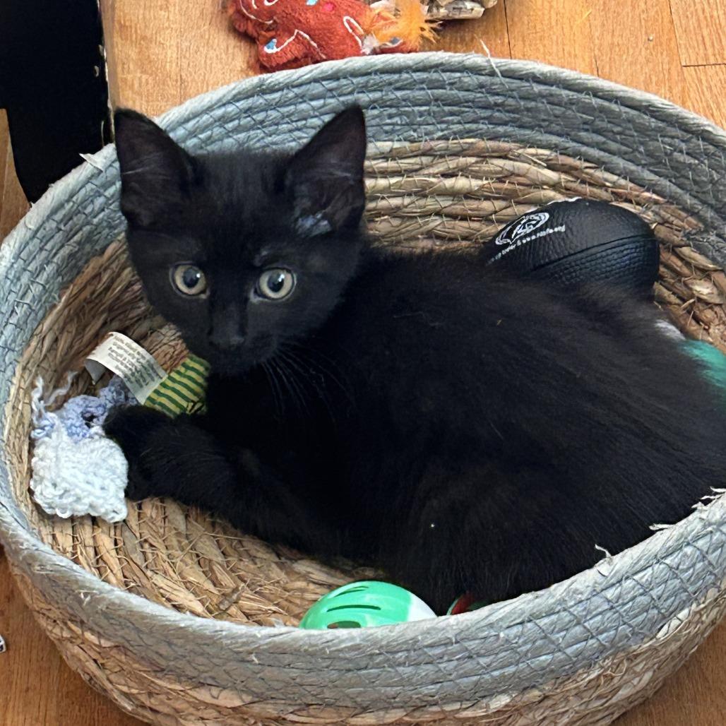 Enlarge Malware, a Adoptable Domestic Short Hair in St. Paul, MN image 1/3