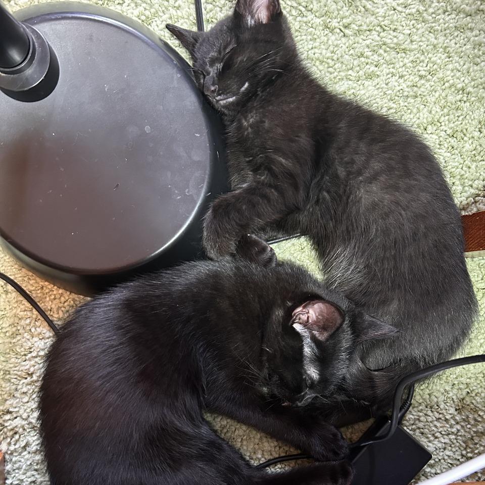 Enlarge Malware, a Adoptable Domestic Short Hair in St. Paul, MN image 2/3