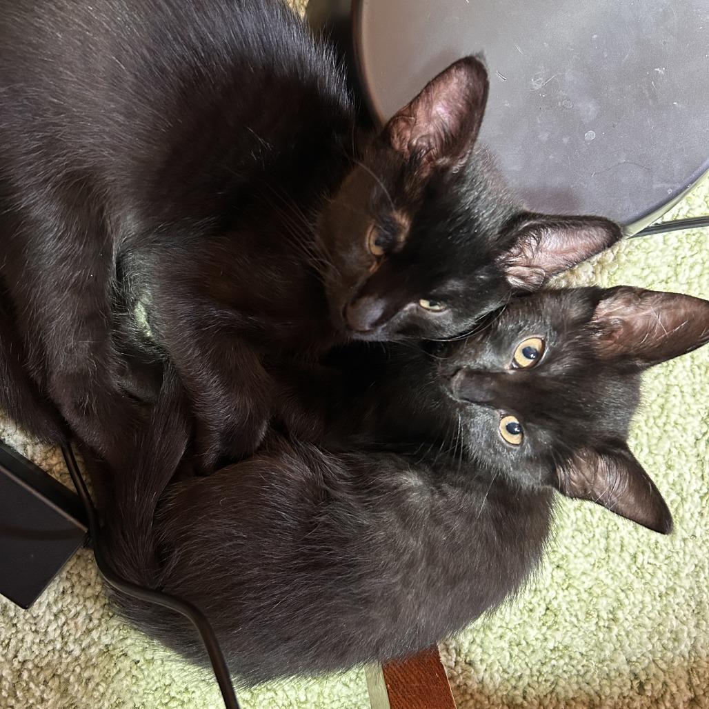 Enlarge Malware, a Adoptable Domestic Short Hair in St. Paul, MN image 3/3