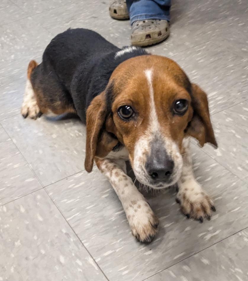 Jean, a Adoptable Beagle in Lexington, MA image 1/4