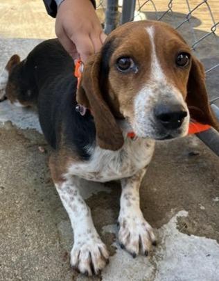 Jean, a Adoptable Beagle in Lexington, MA image 2/4