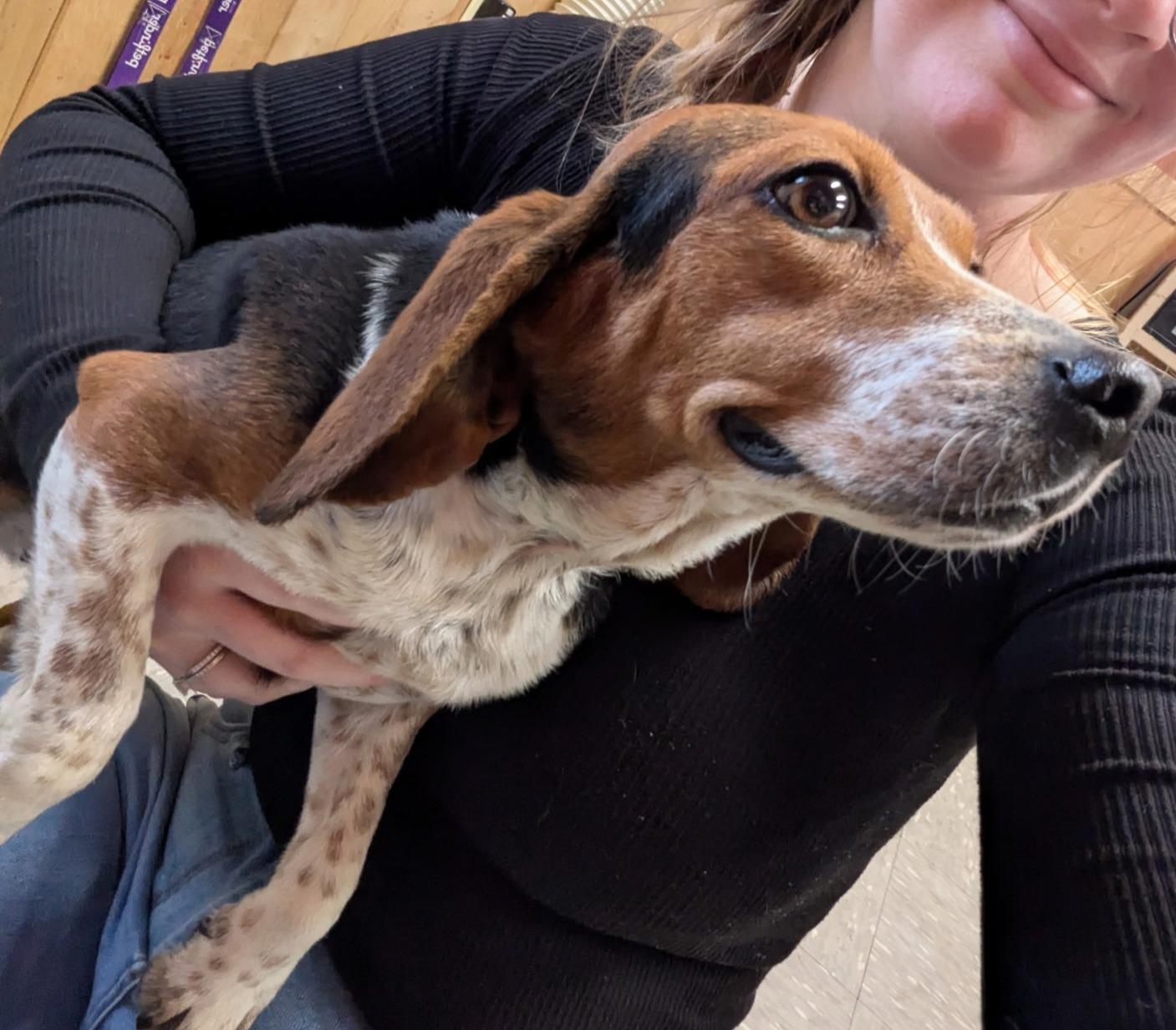 Jean, a Adoptable Beagle in Lexington, MA image 3/4