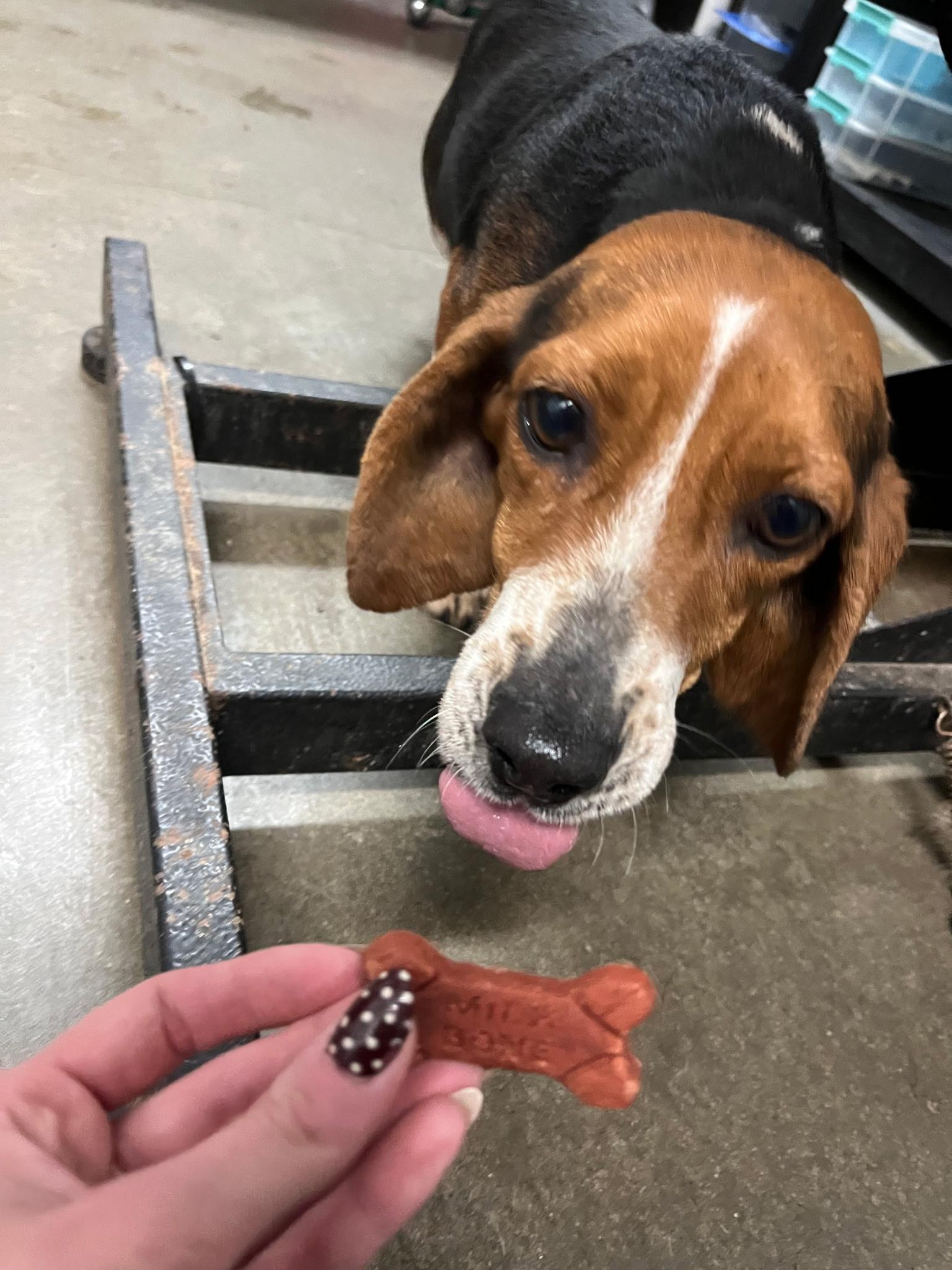 Jean, a Adoptable Beagle in Lexington, MA image 4/4