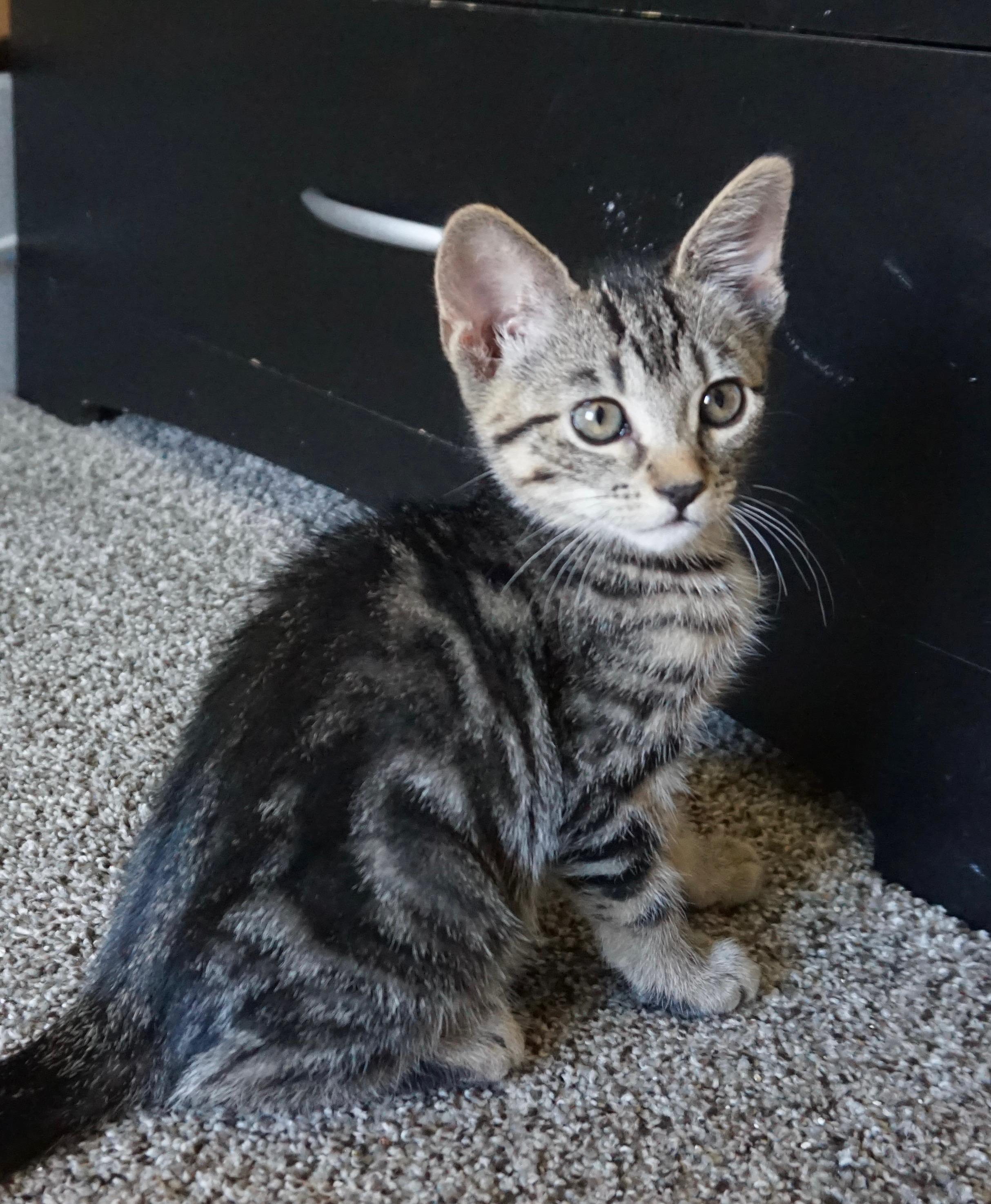Maverick B, adopted, Kitten Male Tabby.