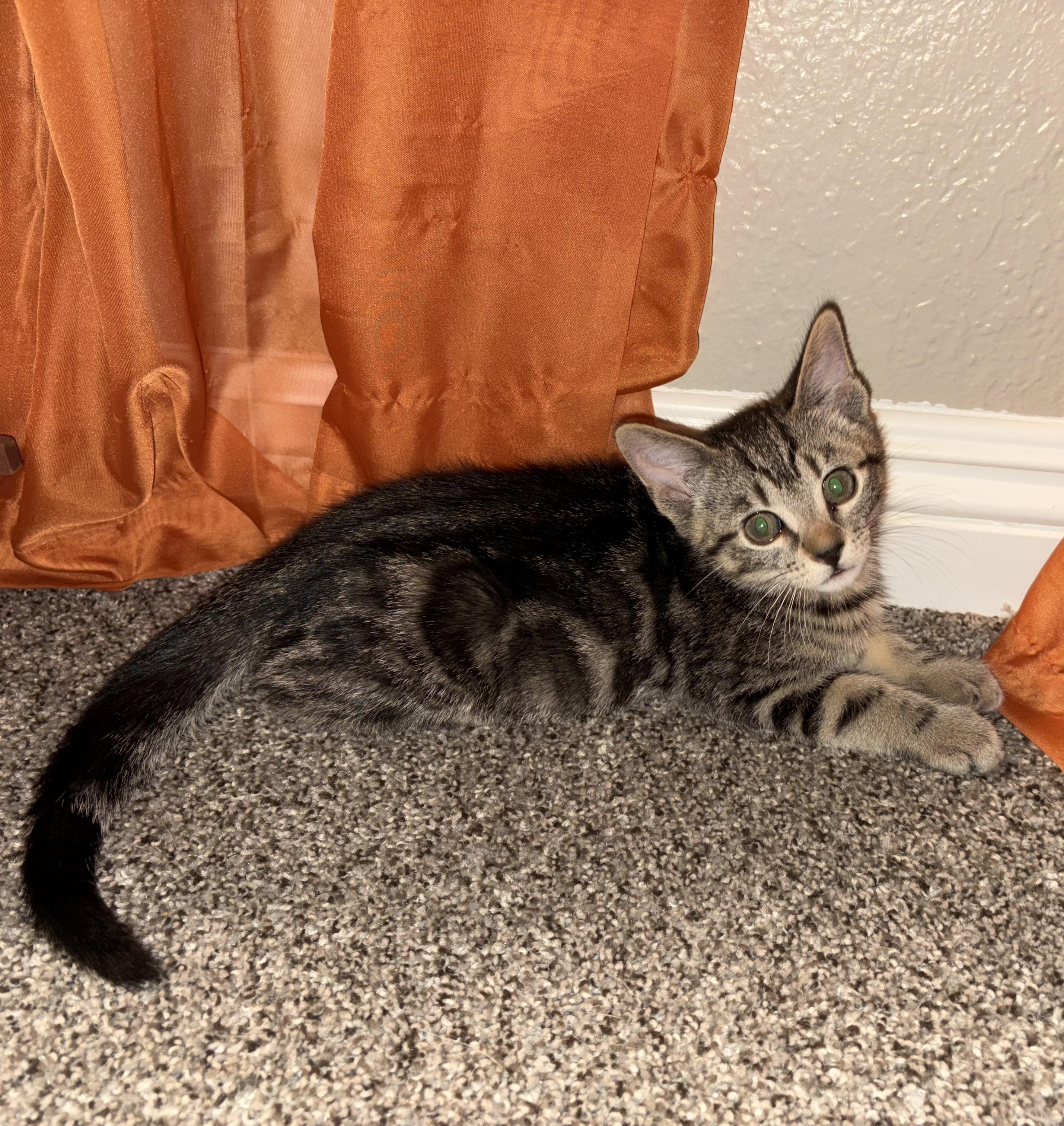 Maverick B, an adopted Tabby in Fresno, CA image 2/5