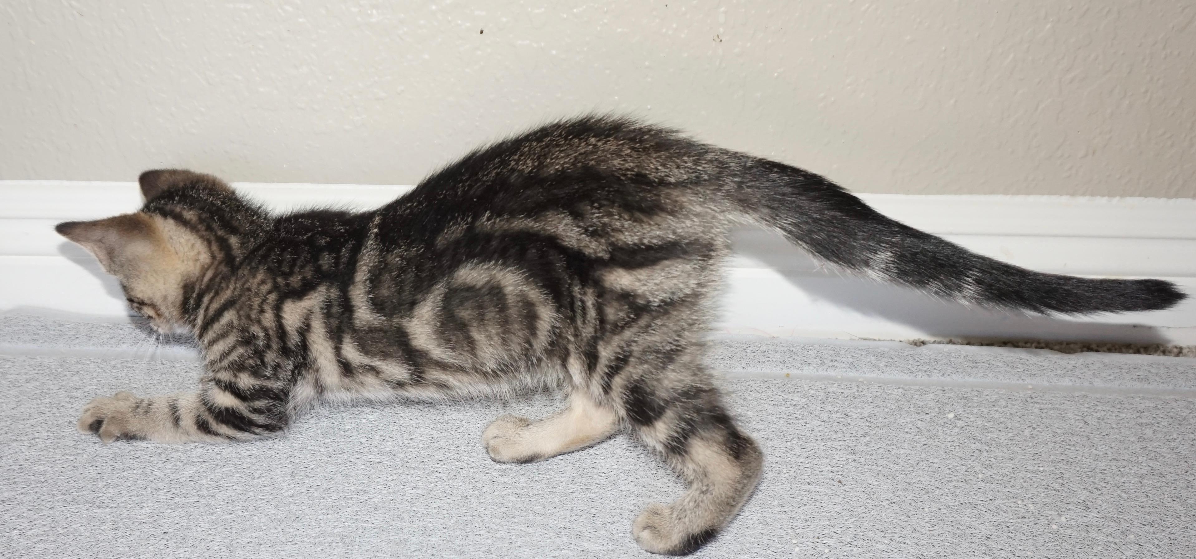 Maverick B, an adopted Tabby in Fresno, CA image 3/5