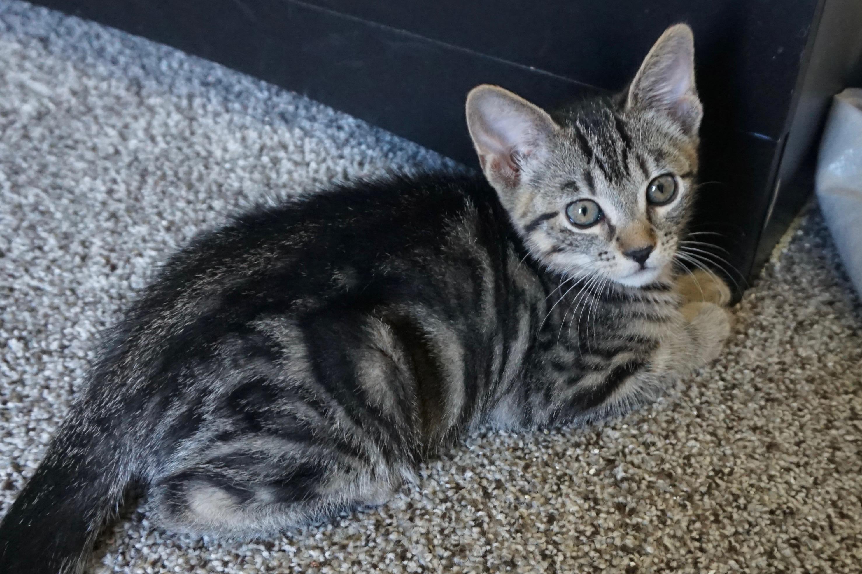 Maverick B, an adopted Tabby in Fresno, CA image 5/5