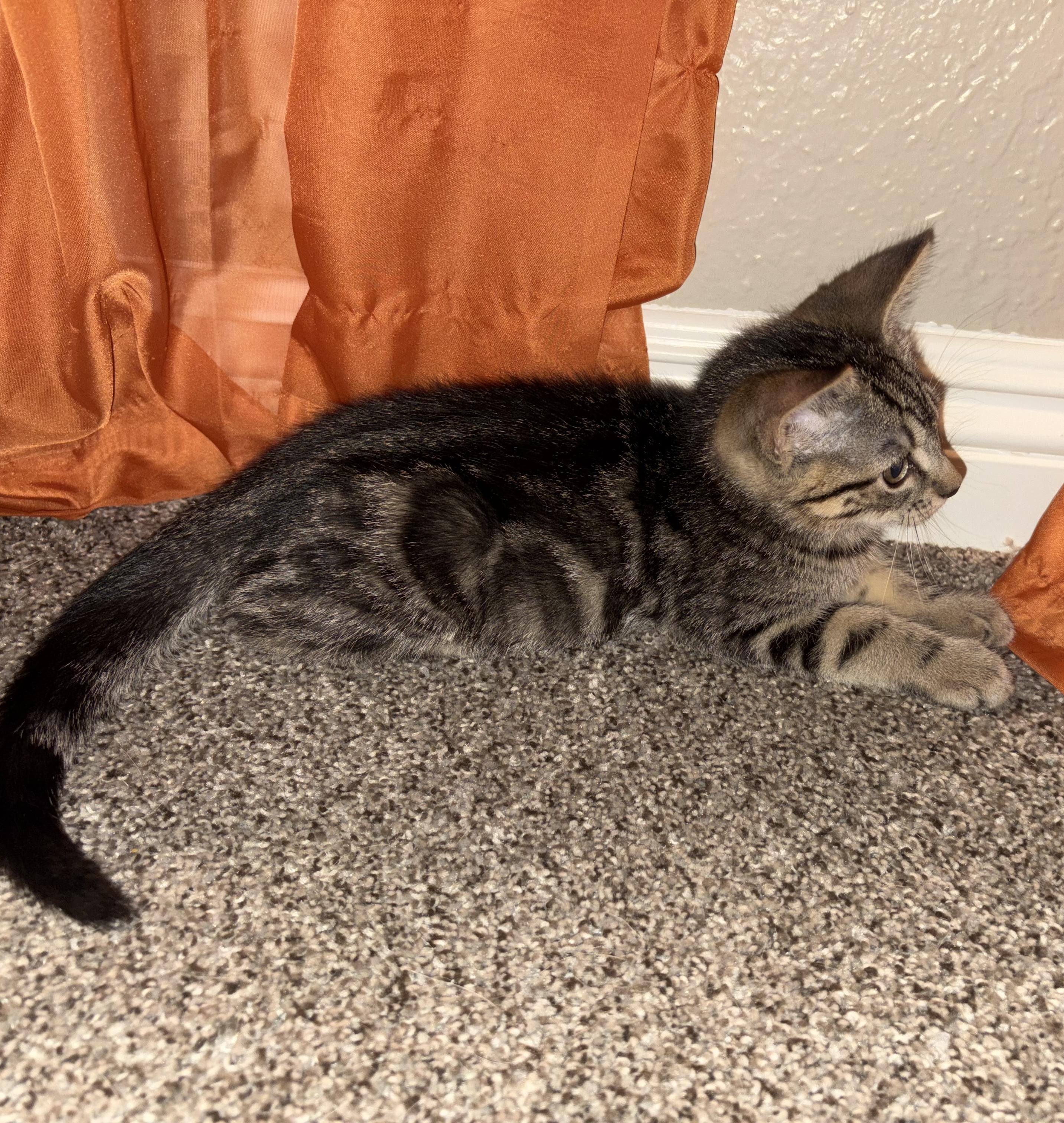 Maverick B, an adopted Tabby in Fresno, CA image 4/5