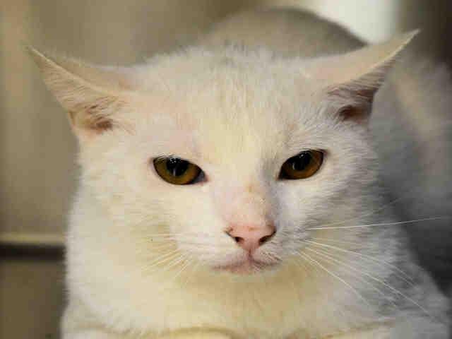 BOBBY, Adoptable, Adult Male Domestic Short Hair.