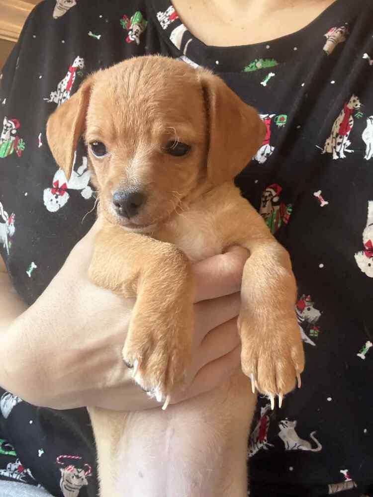 Enlarge Cookie, a Adoptable mixed breed in Jefferson Hills, PA image 1/4
