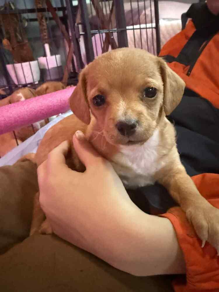 Enlarge Cookie, a Adoptable mixed breed in Jefferson Hills, PA image 2/4