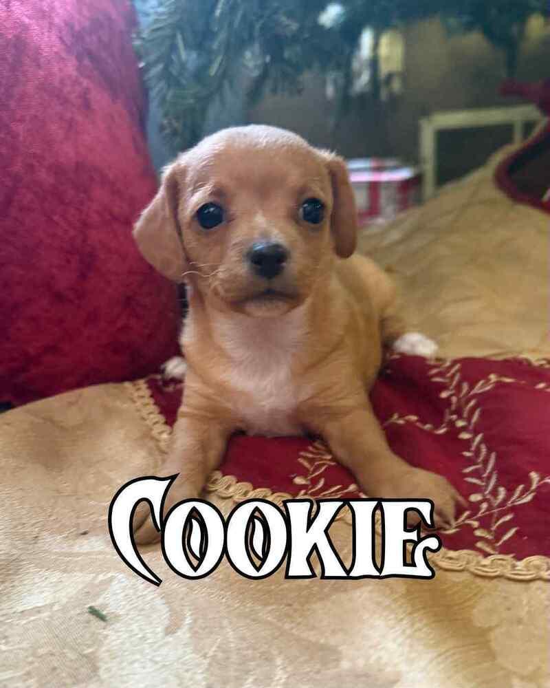 Enlarge Cookie, a Adoptable mixed breed in Jefferson Hills, PA image 3/4
