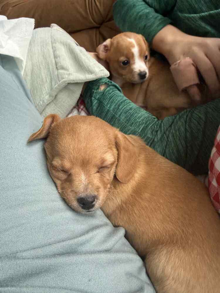 Enlarge Cookie, a Adoptable mixed breed in Jefferson Hills, PA image 4/4