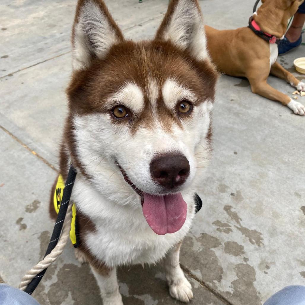 Enlarge Canela A2158321, a Adoptable Husky in Mission Hills, CA image 1/6
