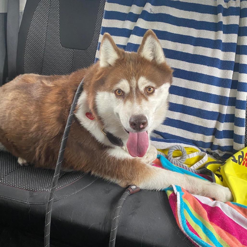 Enlarge Canela A2158321, a Adoptable Husky in Mission Hills, CA image 2/6