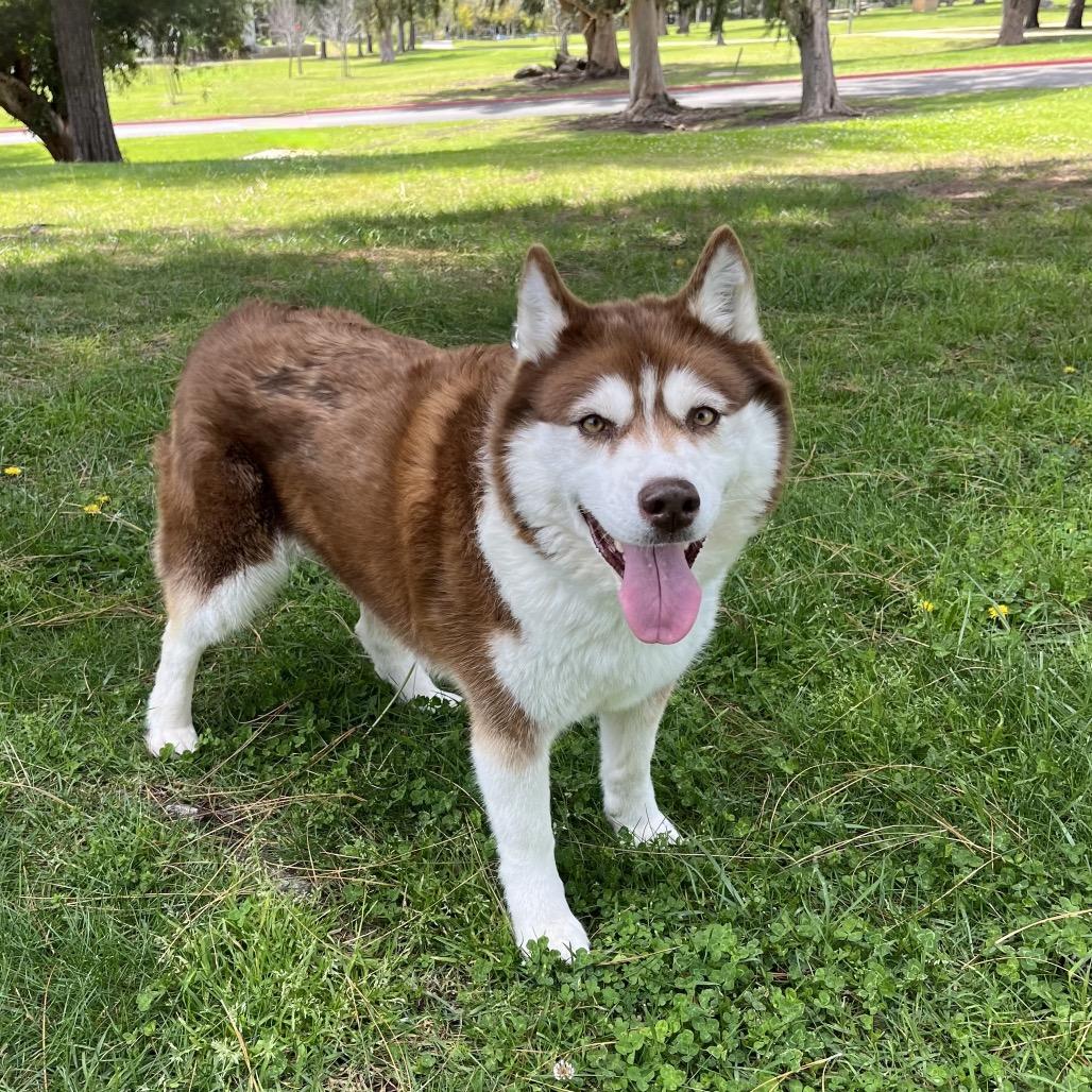 Enlarge Canela A2158321, a Adoptable Husky in Mission Hills, CA image 3/6