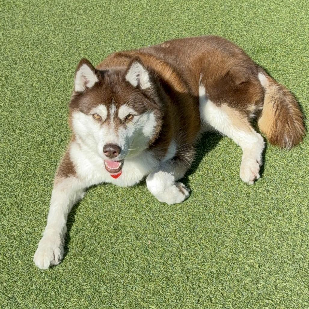 Enlarge Canela A2158321, a Adoptable Husky in Mission Hills, CA image 4/6