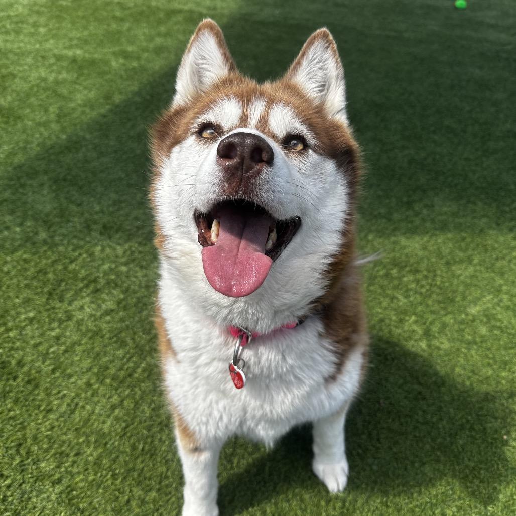 Enlarge Canela A2158321, a Adoptable Husky in Mission Hills, CA image 5/6