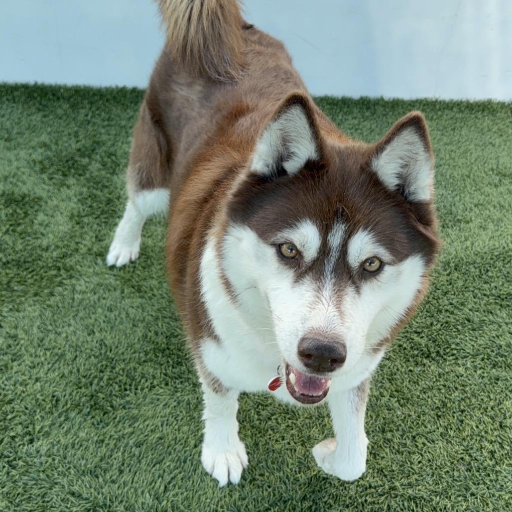 Enlarge Canela A2158321, a Adoptable Husky in Mission Hills, CA image 6/6