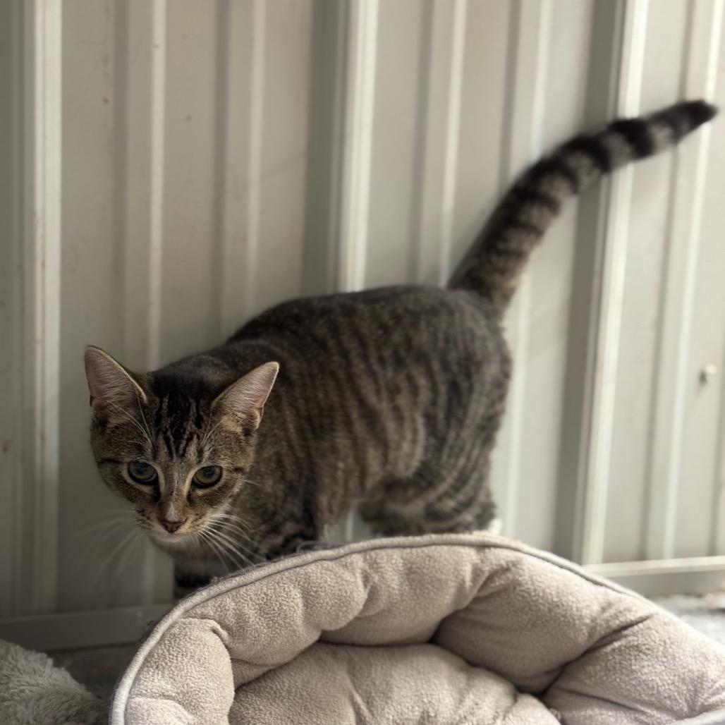 Bella, a Adoptable Domestic Short Hair in Blairsville, GA image 2/6