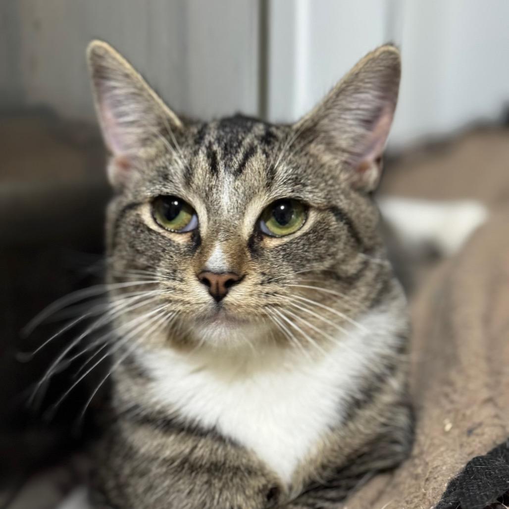 Bella, a Adoptable Domestic Short Hair in Blairsville, GA image 3/6