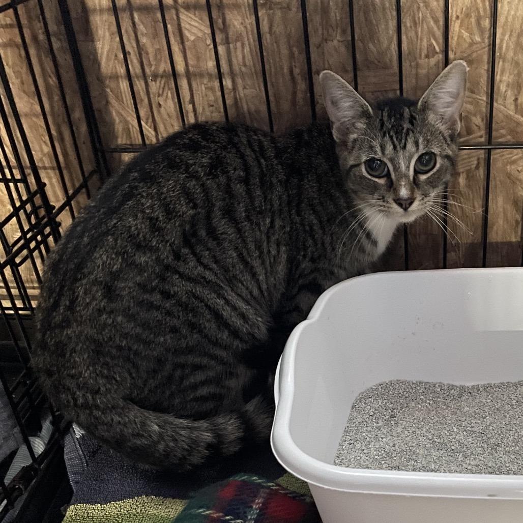 Bella, a Adoptable Domestic Short Hair in Blairsville, GA image 4/6