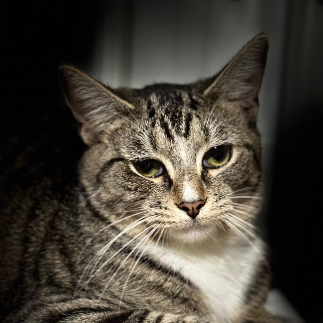 Bella, a Adoptable Domestic Short Hair in Blairsville, GA image 6/6