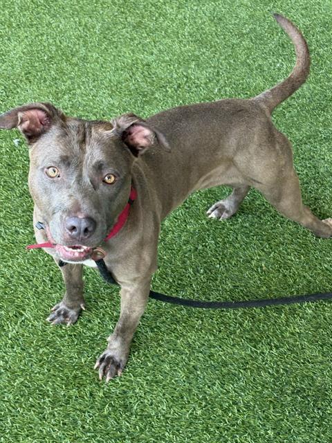 KAMRYN, Adoptable, Young Female Pit Bull Terrier.