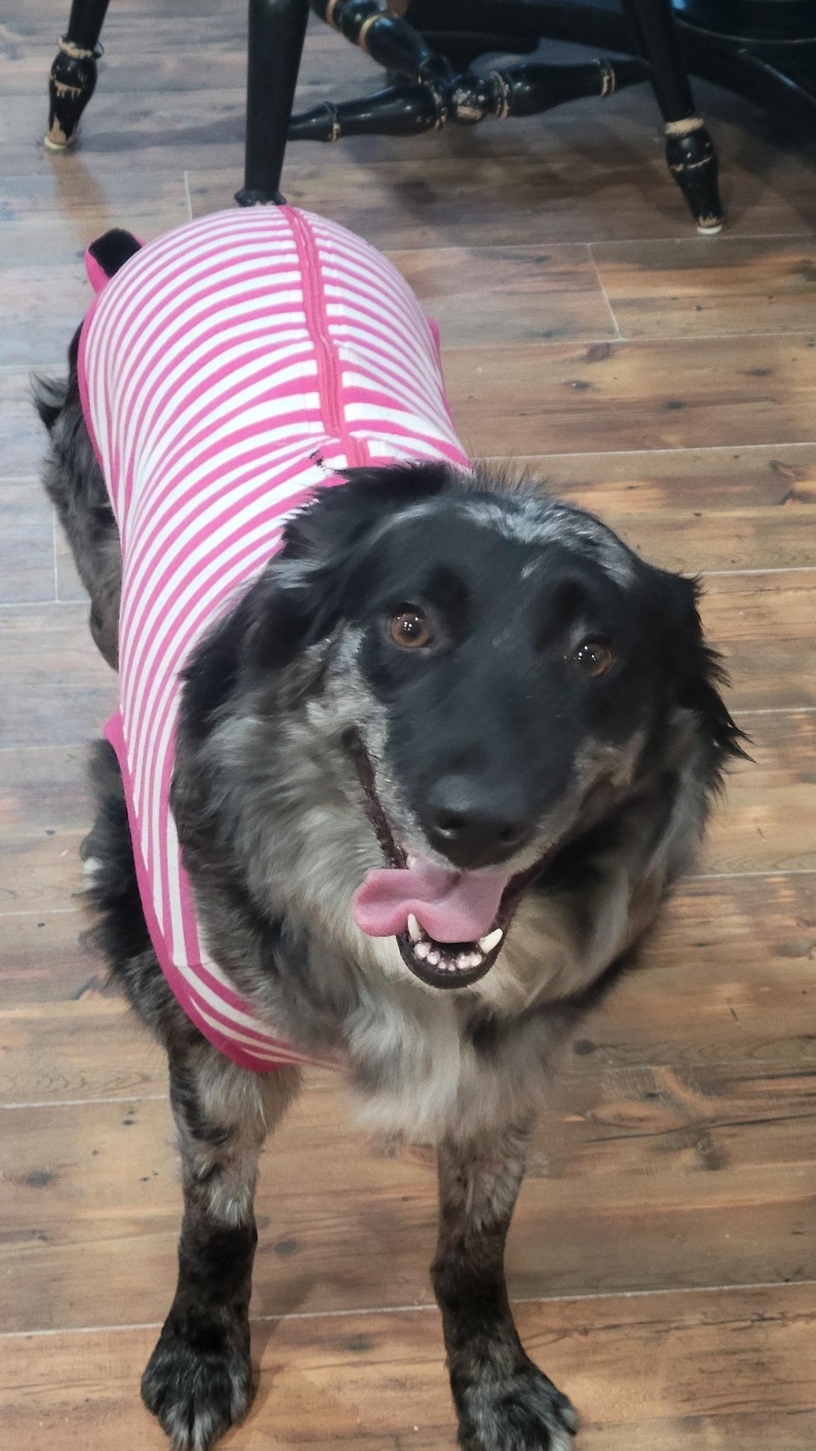 Enlarge Wink, a ADOPTABLE Australian Shepherd in Elk River, MN image 1/1