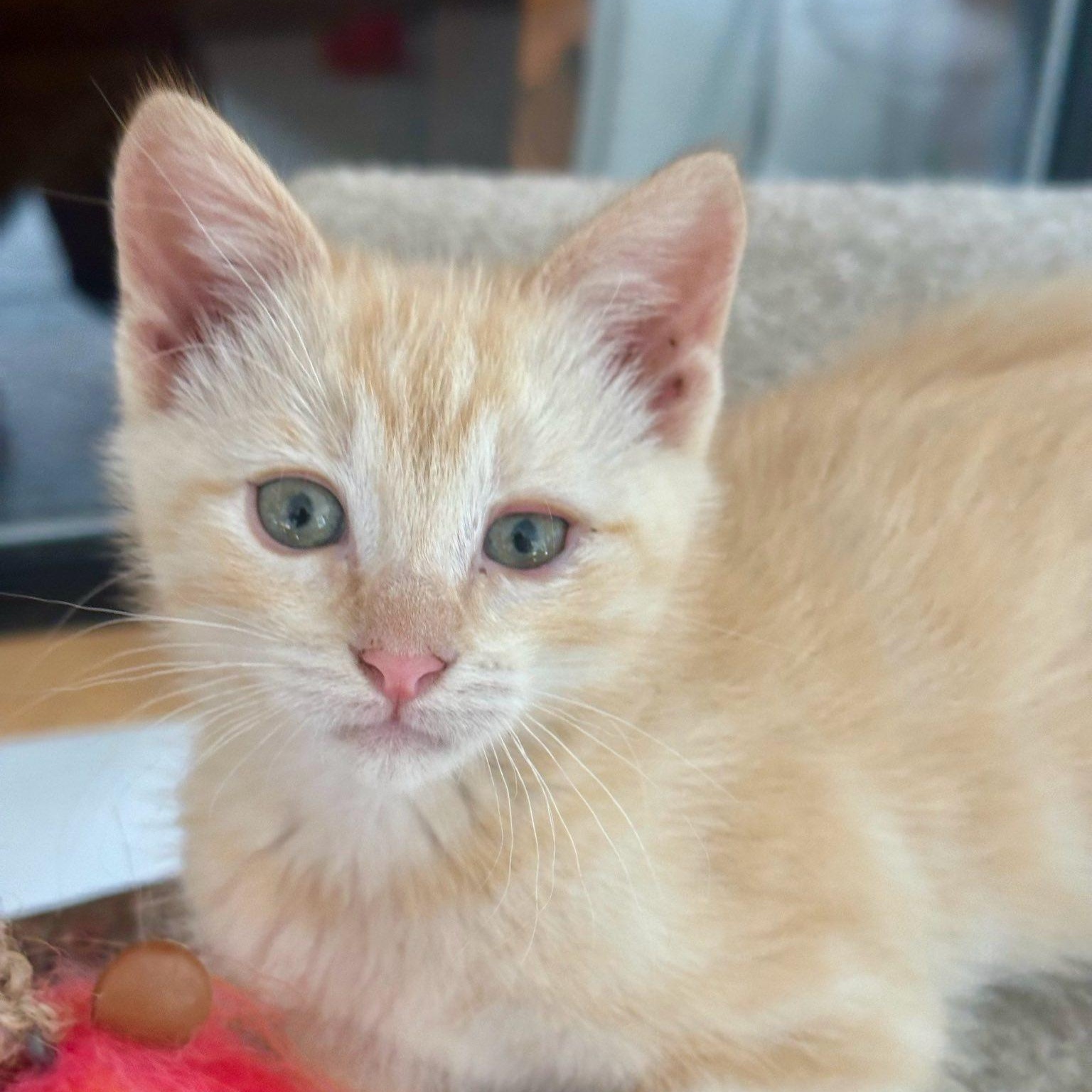 Oliver
