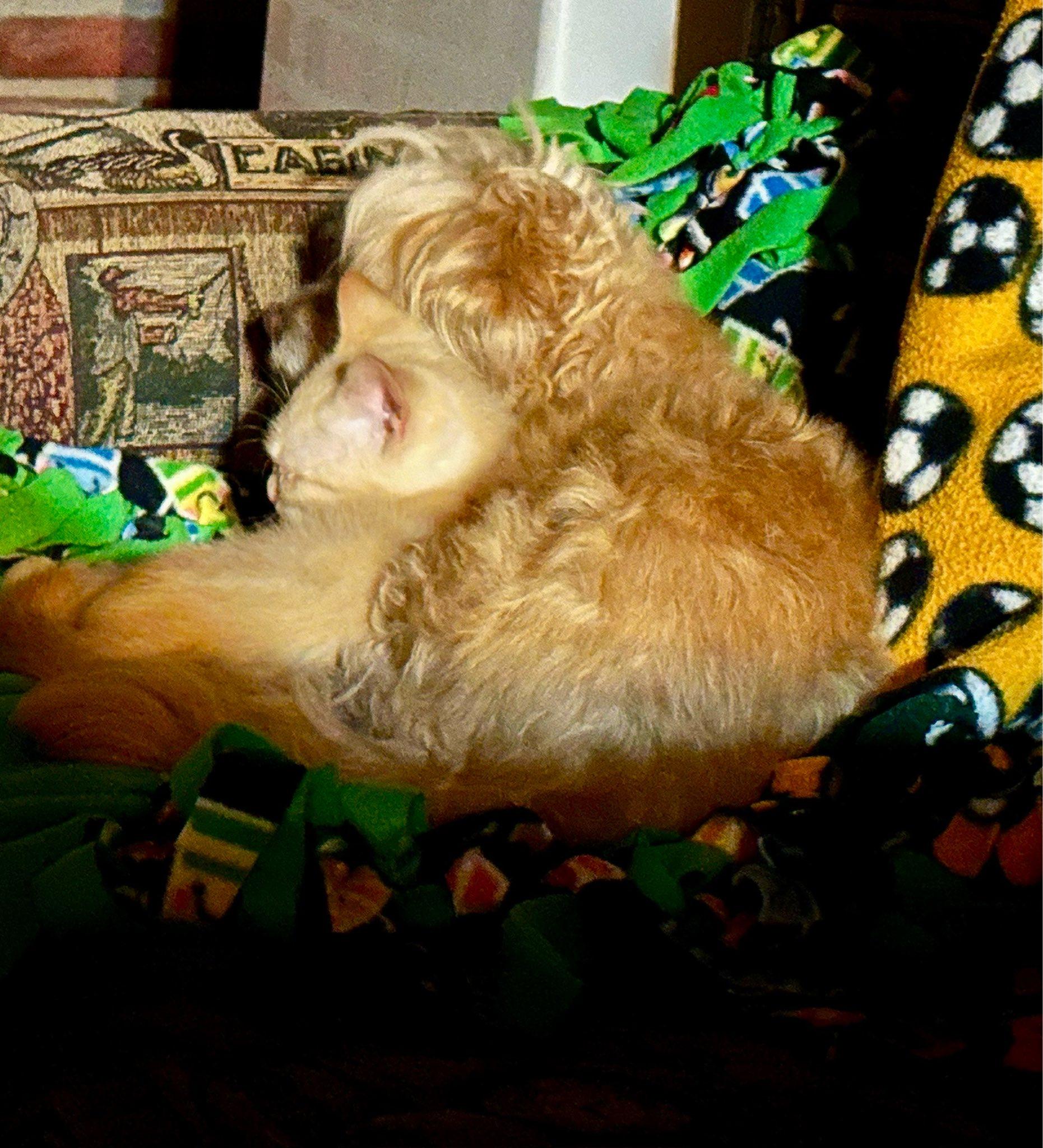 Oliver thumbnail 4