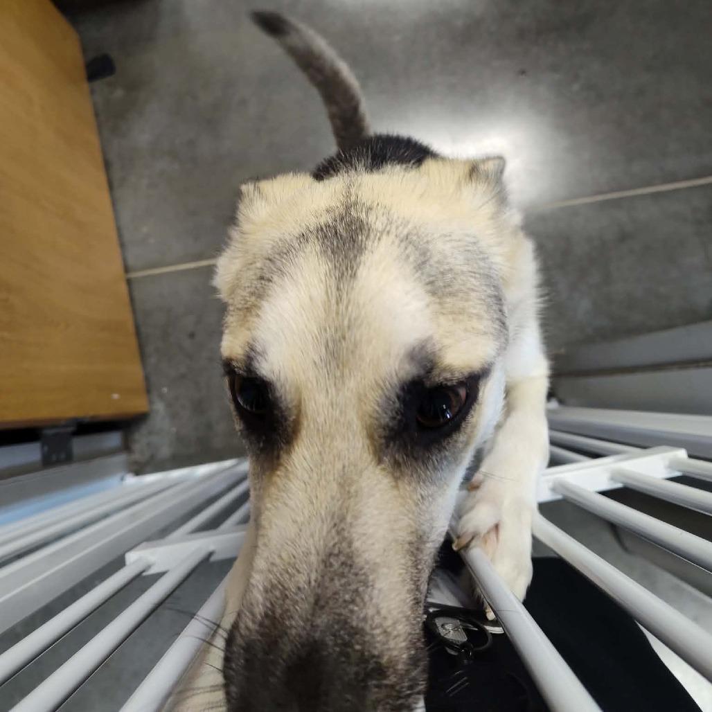Rarity, a Adoptable Mixed Breed in Dickinson, TX image 1/6